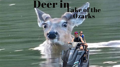 Deer in Lake of Ozarks