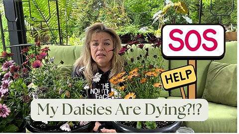 YOUR Daisies are dying...here's why