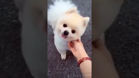 Cutest puppy video #shorts #dog #puppy #doglover