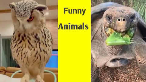 Funny Animals Makes you happy