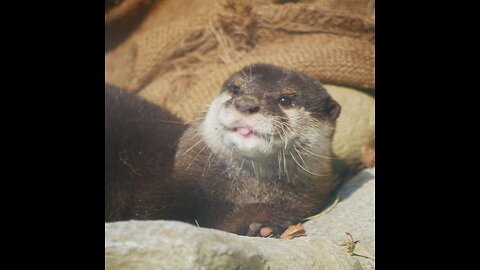 Otter duel with super big catfish