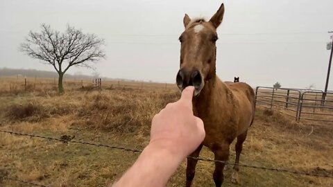 Horse Acting Like Wild Horses - Not Sure Why Guess They Were Just Warming Up