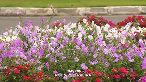 Flagrantes no Vale do Aço: canteiros e jardins de Ipatinga alvos de furto