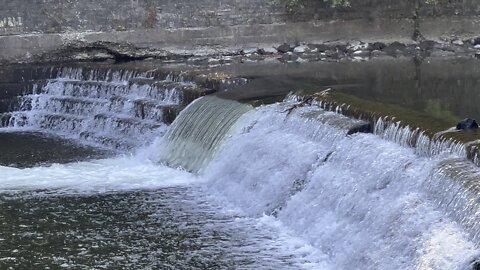 Salmon run Humber River 2022 edition 29