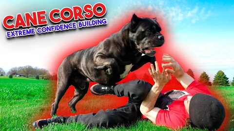 Cane Corso How To Build EXTREME Confidence In Your Dog! 💪