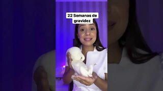 22 Semanas de gravidez