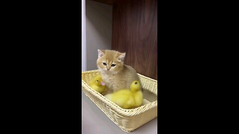 Cute kitten takes duckling to eat d... Remix The life of ducklings and cute cats. Very interesting