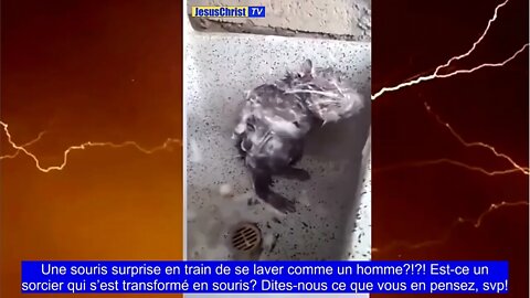 Une souris surprise en train de se laver comme un homme?!?!