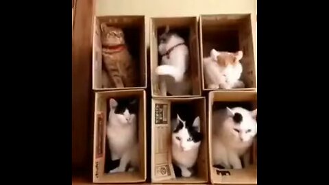 funny pet videos @cute@funny@lol@comedy@cat.