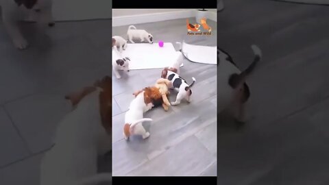 puppies playing with a toy lion #love #Petsandwild #puppies #adorabledogs