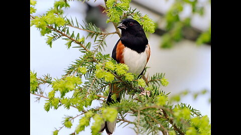 Bird sounds | Relaxing Sleep Music | Deep Meditation Music | Soothing Sounds of Nature