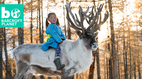 Reindeer Herding In Snowy Mongolia