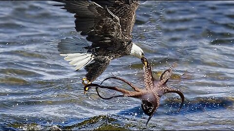 The Eagle Dies While Hunting Octopus In The Ocean