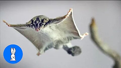 Adorable Sugar Glider Flying Compilation - Cutest High Flights Ever!