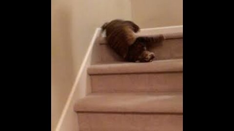 cats rolling and tumbling down stairs