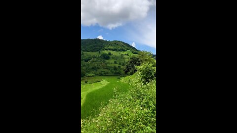 Rice fields