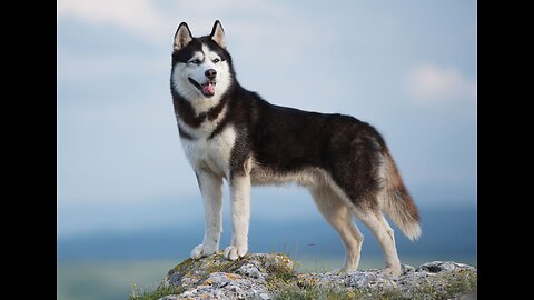 Huskydog