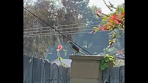 Adorable Bird Spreading its Wings