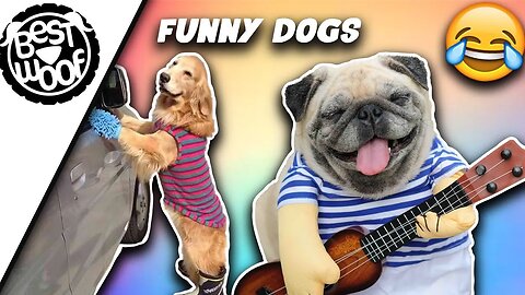 Funniest Dog Videos 🐶😹 - Funniest Animals 2023 | Pets Island