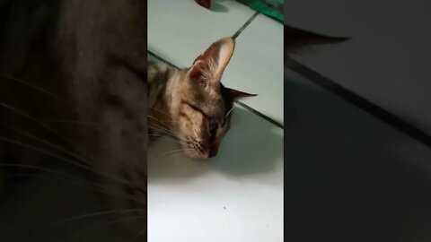 kucing nya mau bosin