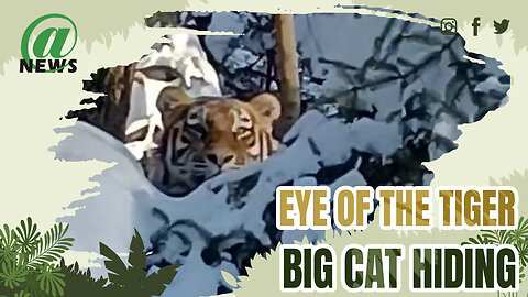 Shock As Passersby Spot Big Cat Almost Invisible Hiding Behind Snow Covered Tree