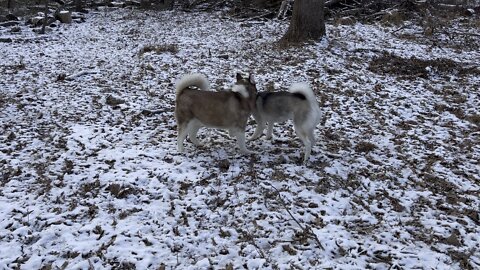 Indy and Kendall horsing around in the woods