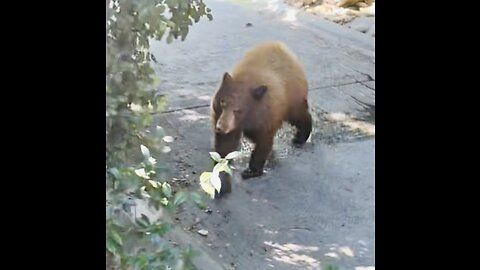 Sierra Madre Bears cooling off. California Drought!