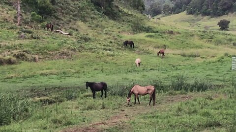 Frail rescue horse finds company with elderly mare. A herd of two. Day 2