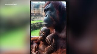 Busch Gardens announces death of 4-year-old orangutan after health battle