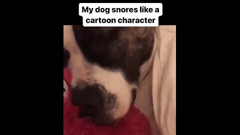 Dog Snores Like A Cartoon Character