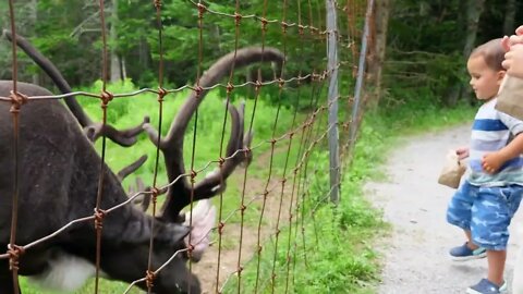 Family Feeds Caribou Reindeer In Wildlife Conservation Park