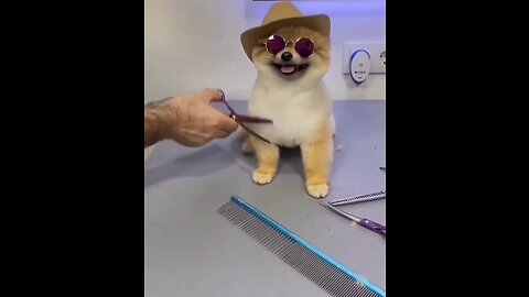 Little Cute Puppy Get Fresh Cut ∆> 🐕