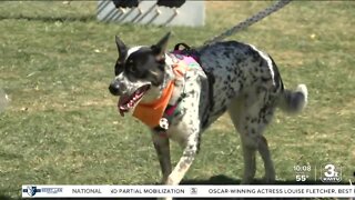 Walk for the Animals raises money for NHS