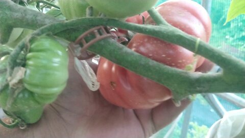 Hydroponic Big Beef Tomato Update