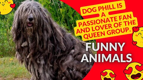 Dog Phill is a passionate fan and lover of the QUEEN group.