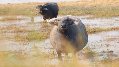 Cambodian Asian Water Buffalo In Pond