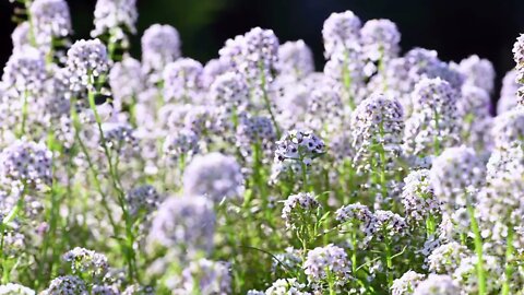 Alyssum