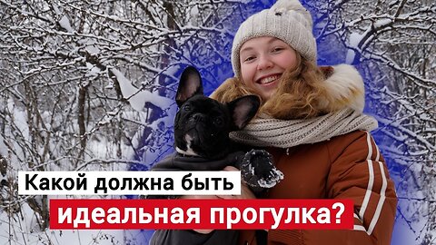 📹 Как часто и сколько выгуливать собаку?