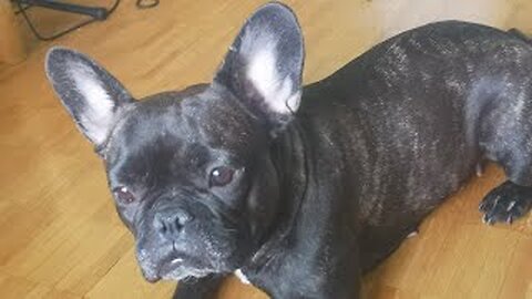 Lola The French Bulldog