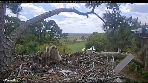 Mom Returns To Check The Nest 🦉 4/9/22 13:32