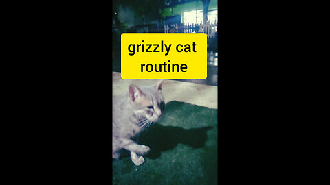 grizzly cat routine