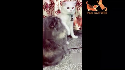 Funny Cats - Cute and Funny Cats Reaction Videos Compilation #11 | Pets and Wild