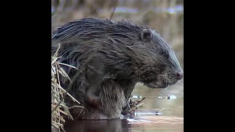 Beavers are naturally clean animals.