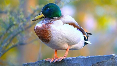 Mallard Duck Drake Perching on a Stone Wall "I Have the High Ground"