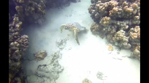 Green Sea Turtle - Hawaii