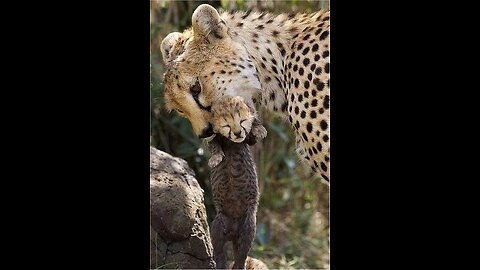 Leoperd 🐅 | ( Cheetah) Luluka Leoperd Moves her Tiny Cub 🥰 To another Nest