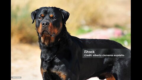 "Rottweiler Care Guide: Tips for a Happy and Healthy Dog"