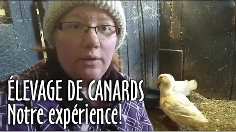 ÉLEVAGE de CANARDS : Notre expérience! - #143