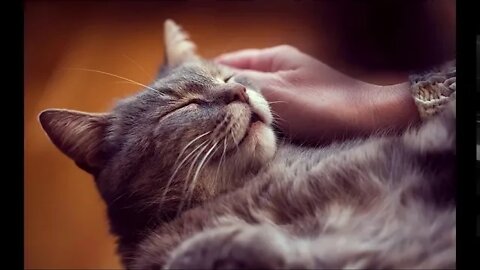 ★★★★★ Cat purring sound effect download