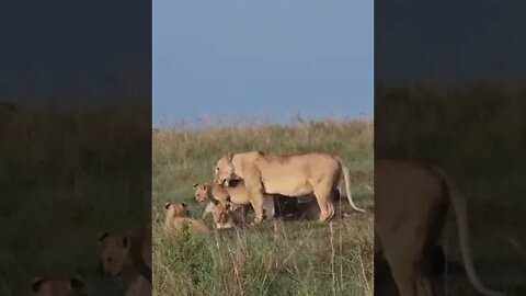 Maasai Mara Sightings Today 05/02/22 (Lions, Cheetah, etc) | Zebra Plains | #shorts